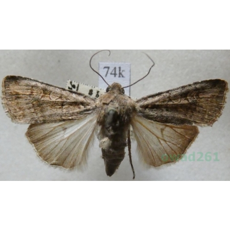 Euxoa temera (Hübner, 1808) Slovakia74k